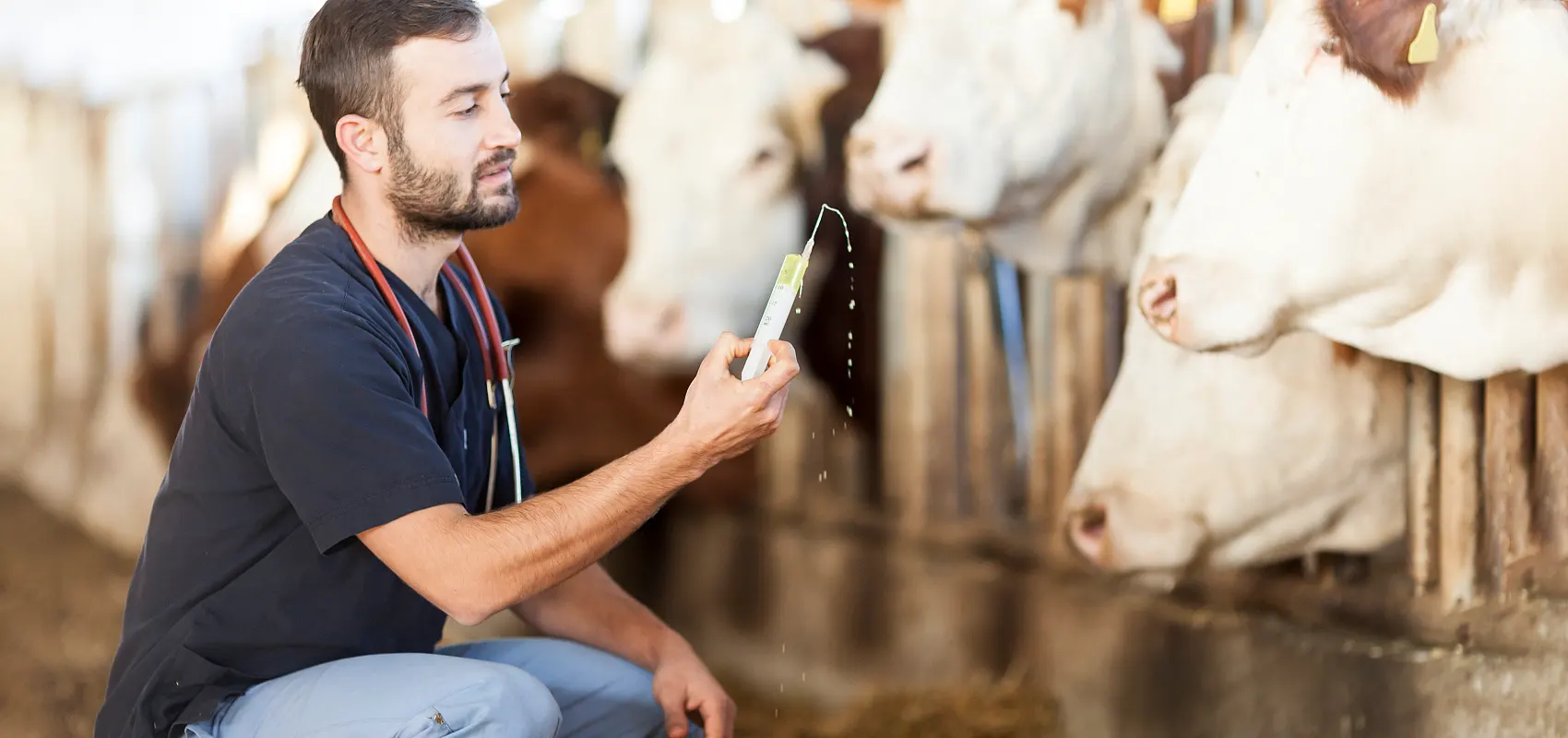 Apakah jurusan veterinar penternakan haiwan?